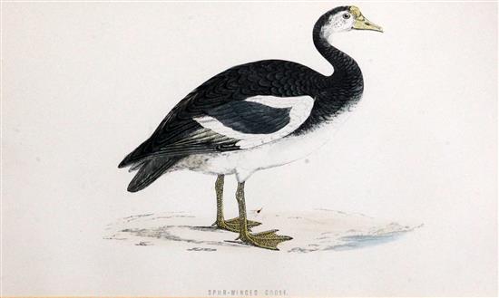 A set of six coloured engraved prints of ducks, and two further prints of fruit (8)